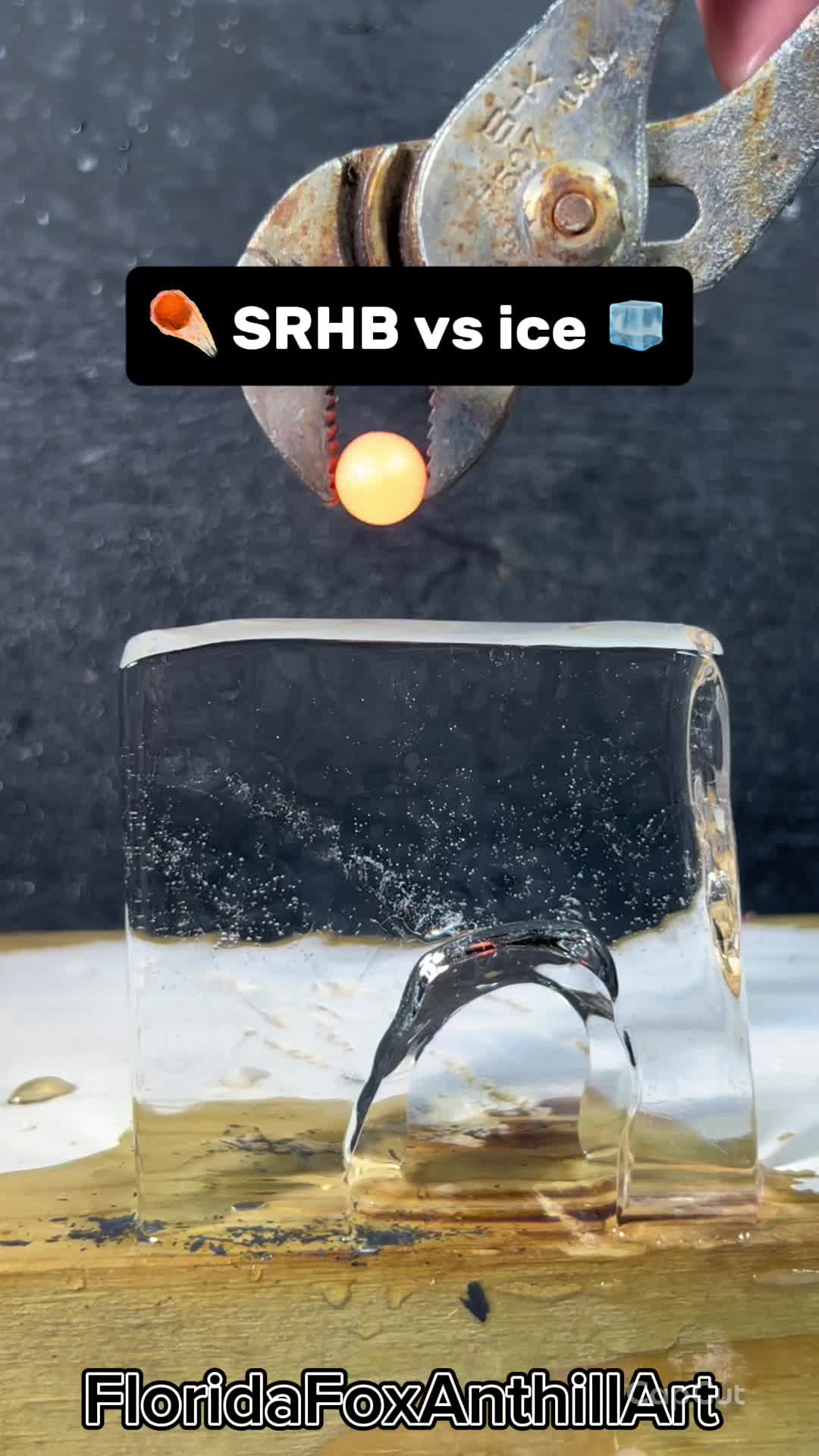 @FloridaFoxAnthillArt