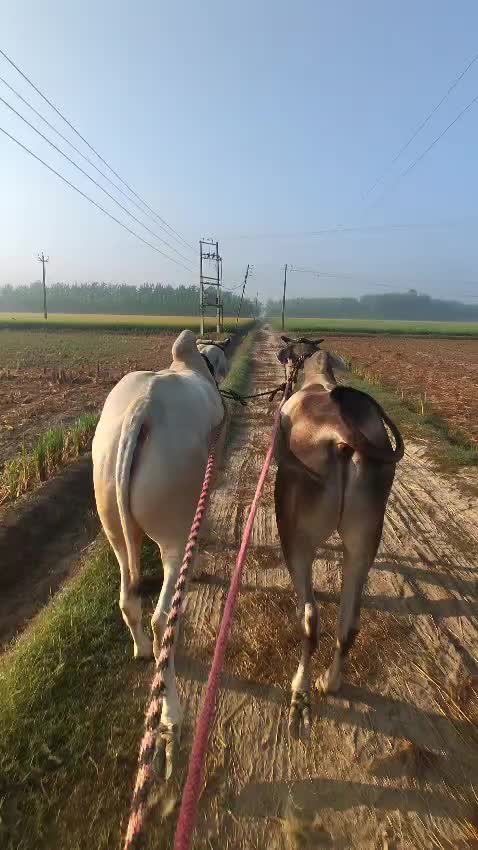 @Sonymavi84