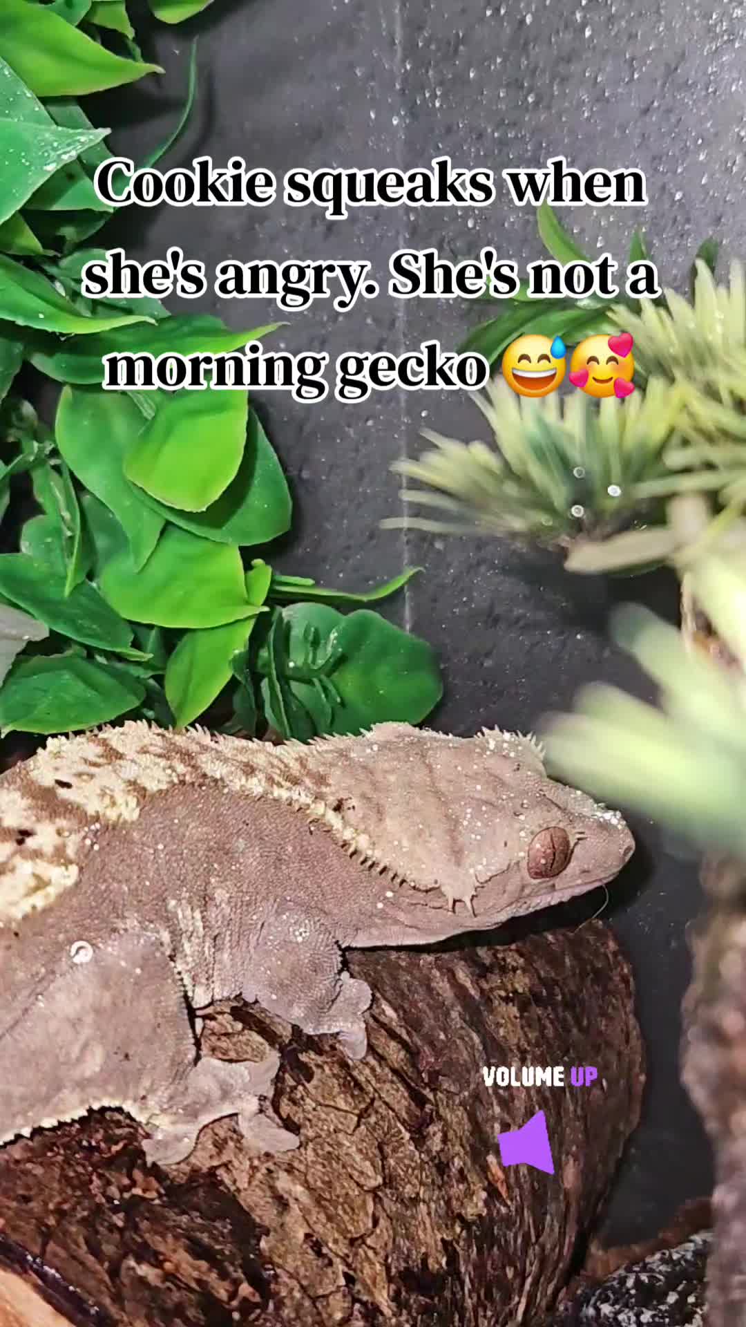 @RainbowTex420