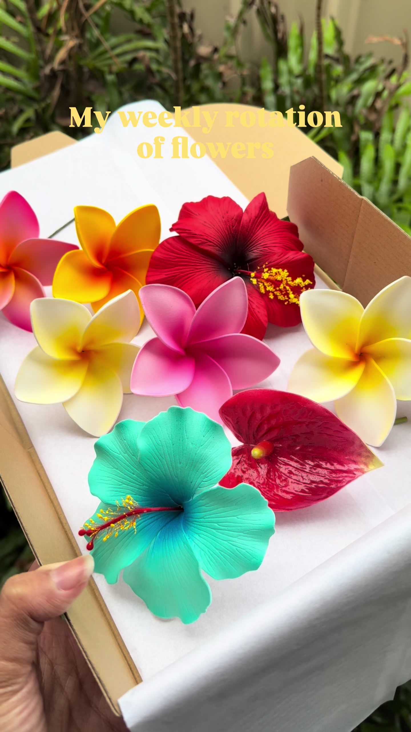 @Island Aesthetica 🌺