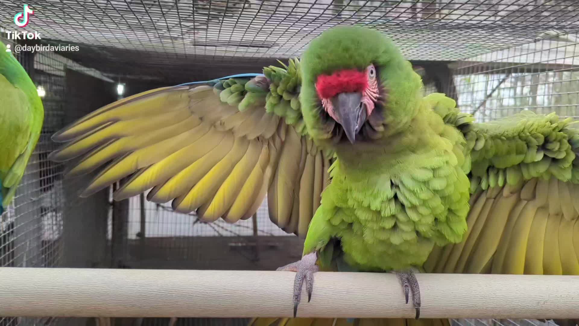 @Daybird Aviaries