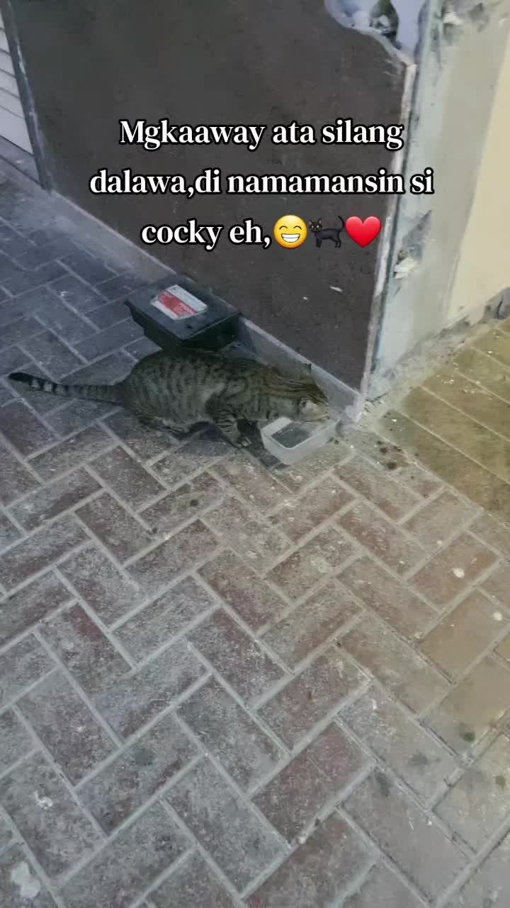 @🐾Feeding Stray Cats Daily🐈⬛