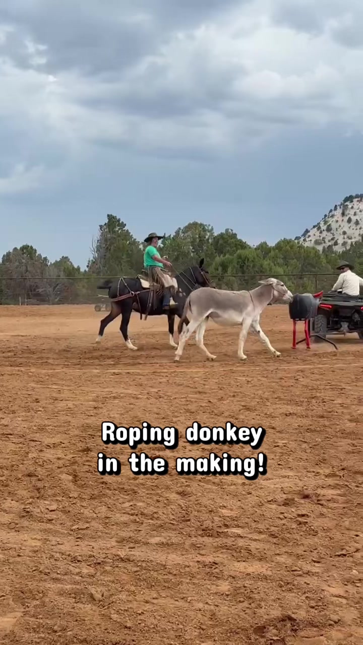 @Skye Evans TSMULES