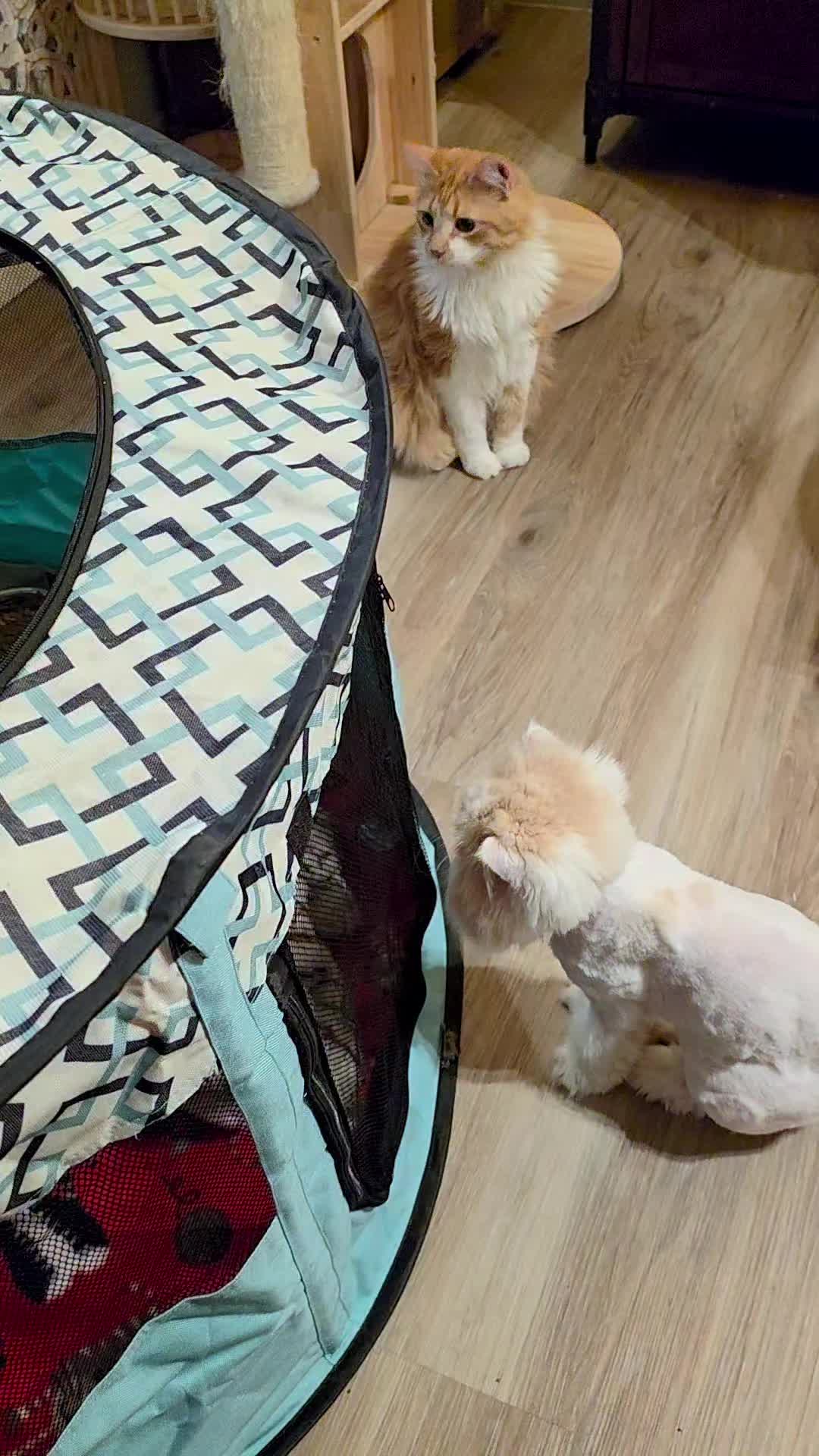 @South Texas Persian Rescue