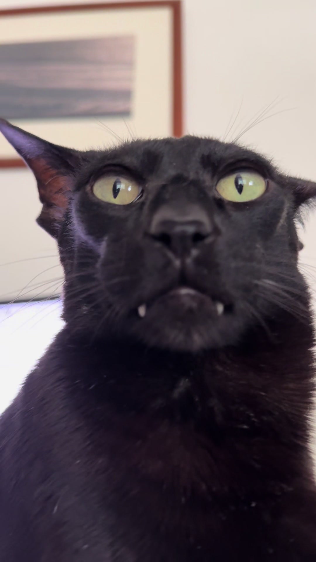 @hobbikats