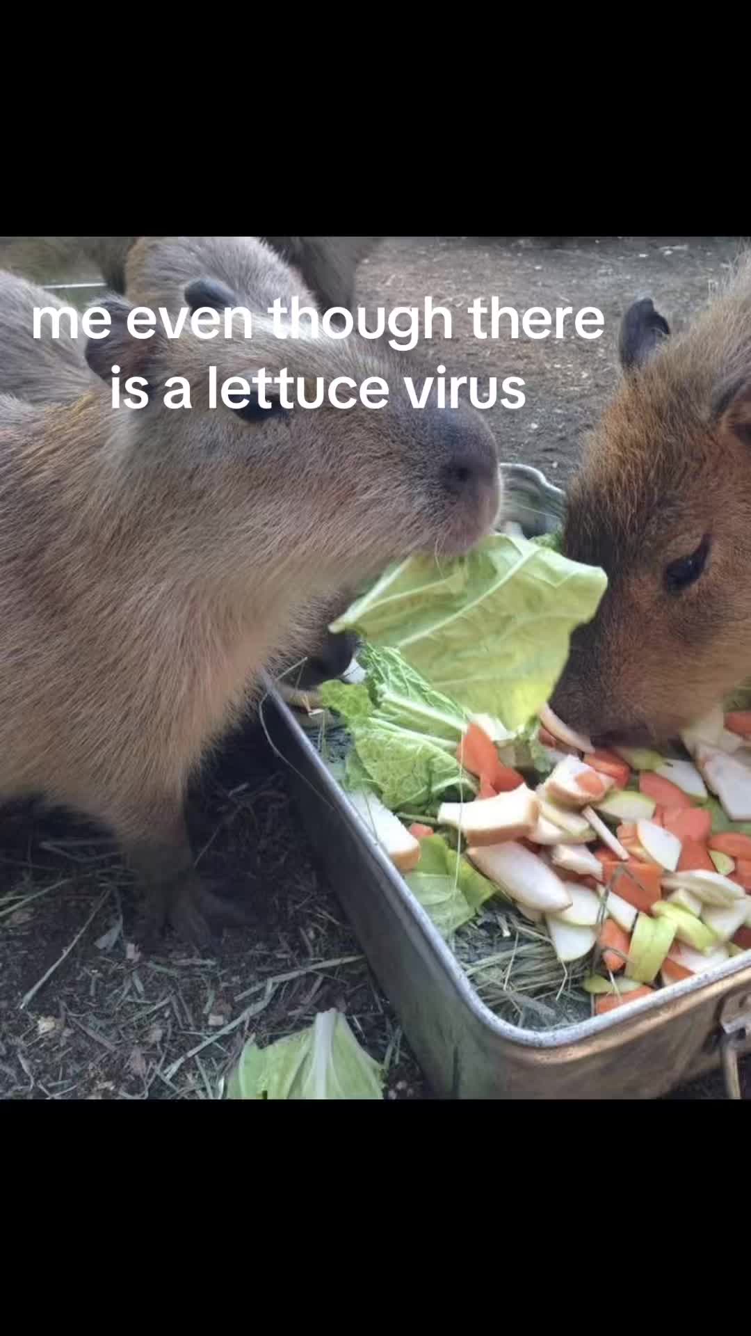 @chilllcapy