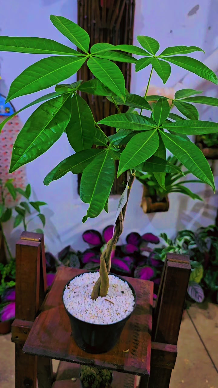 @Green House bonsai