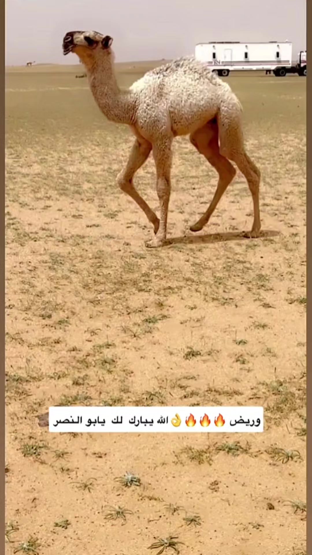 @جمهور غازي الذيابي