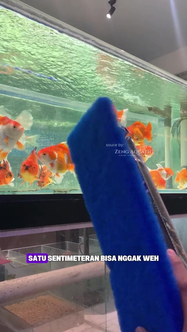 @Zeng Aquatic Indonesia