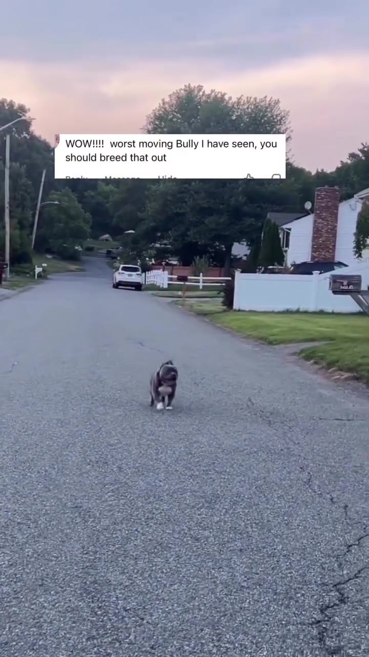 @Gunner | Pocket Bully