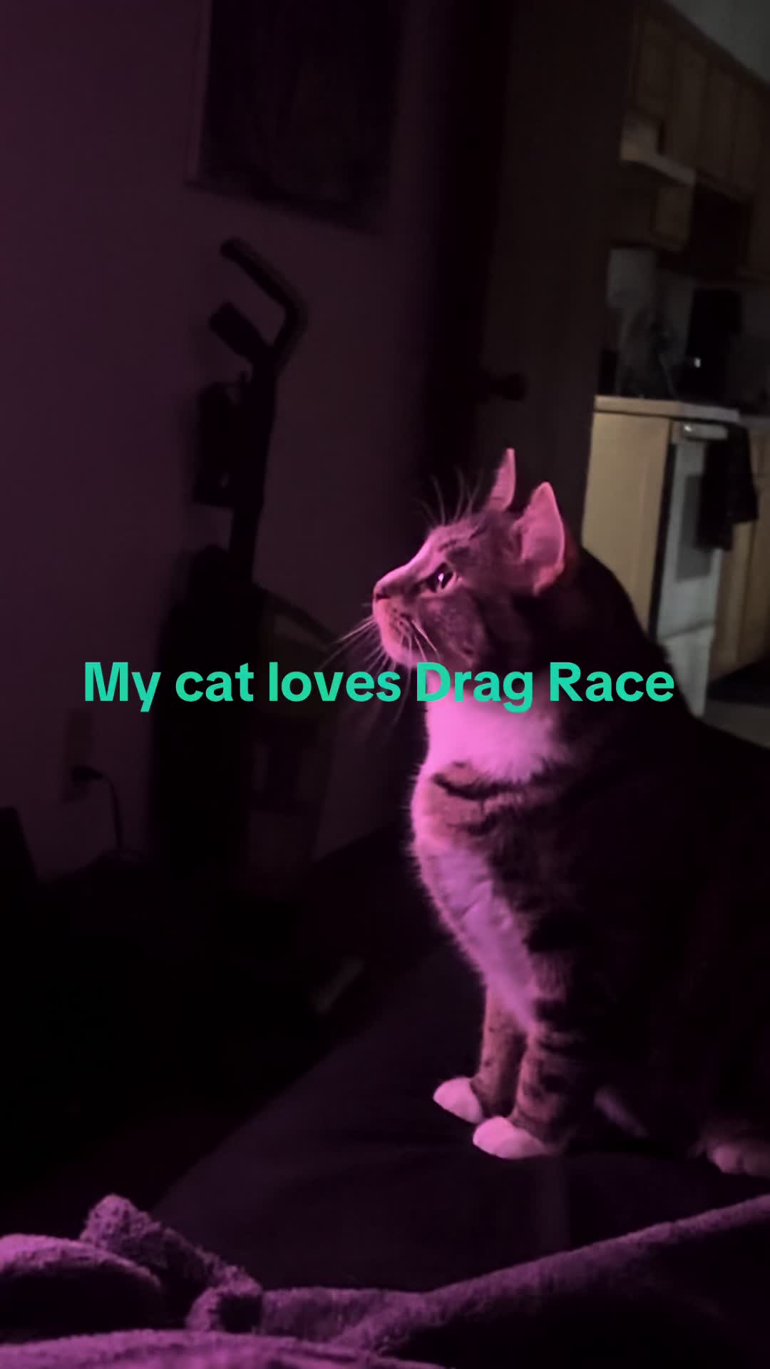 @4pawzzz