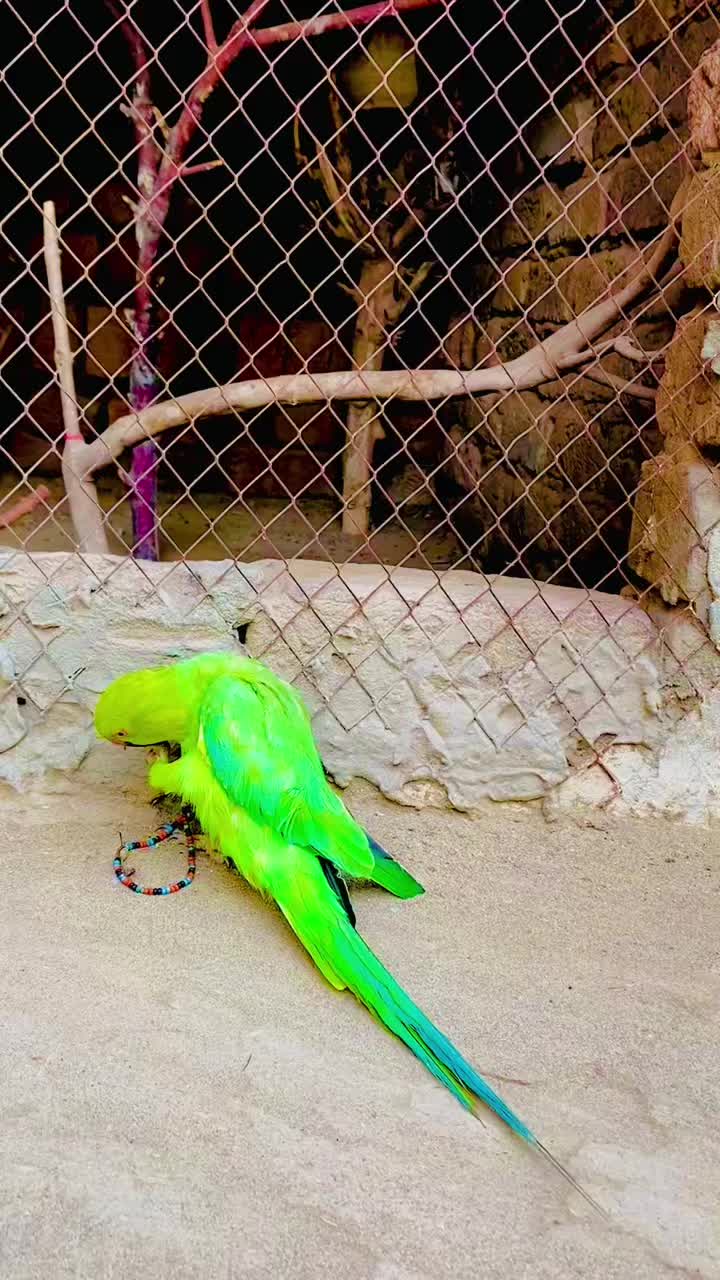 @ʜᴀʀᴏᴏɴ ᴊᴏʏɪᴀ