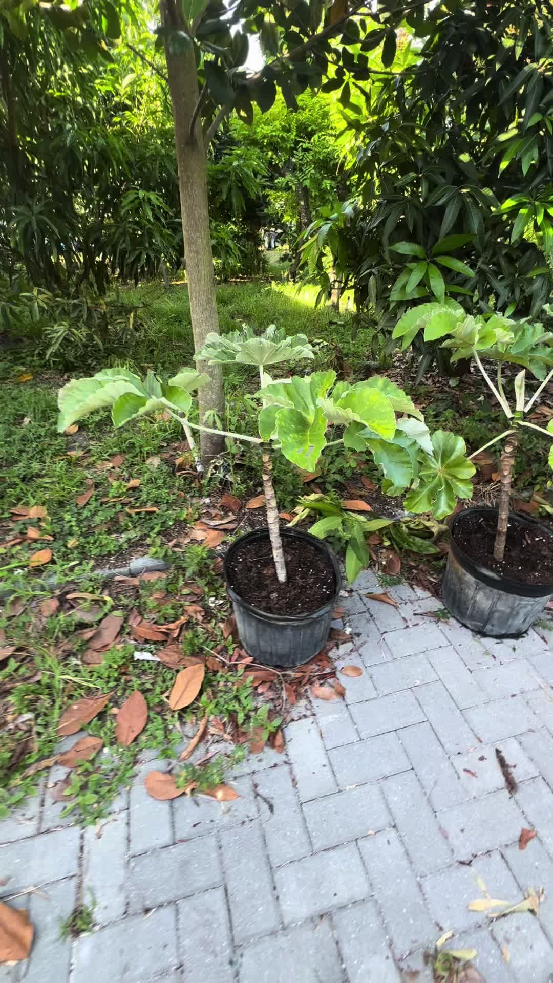 @Fruitful Trees