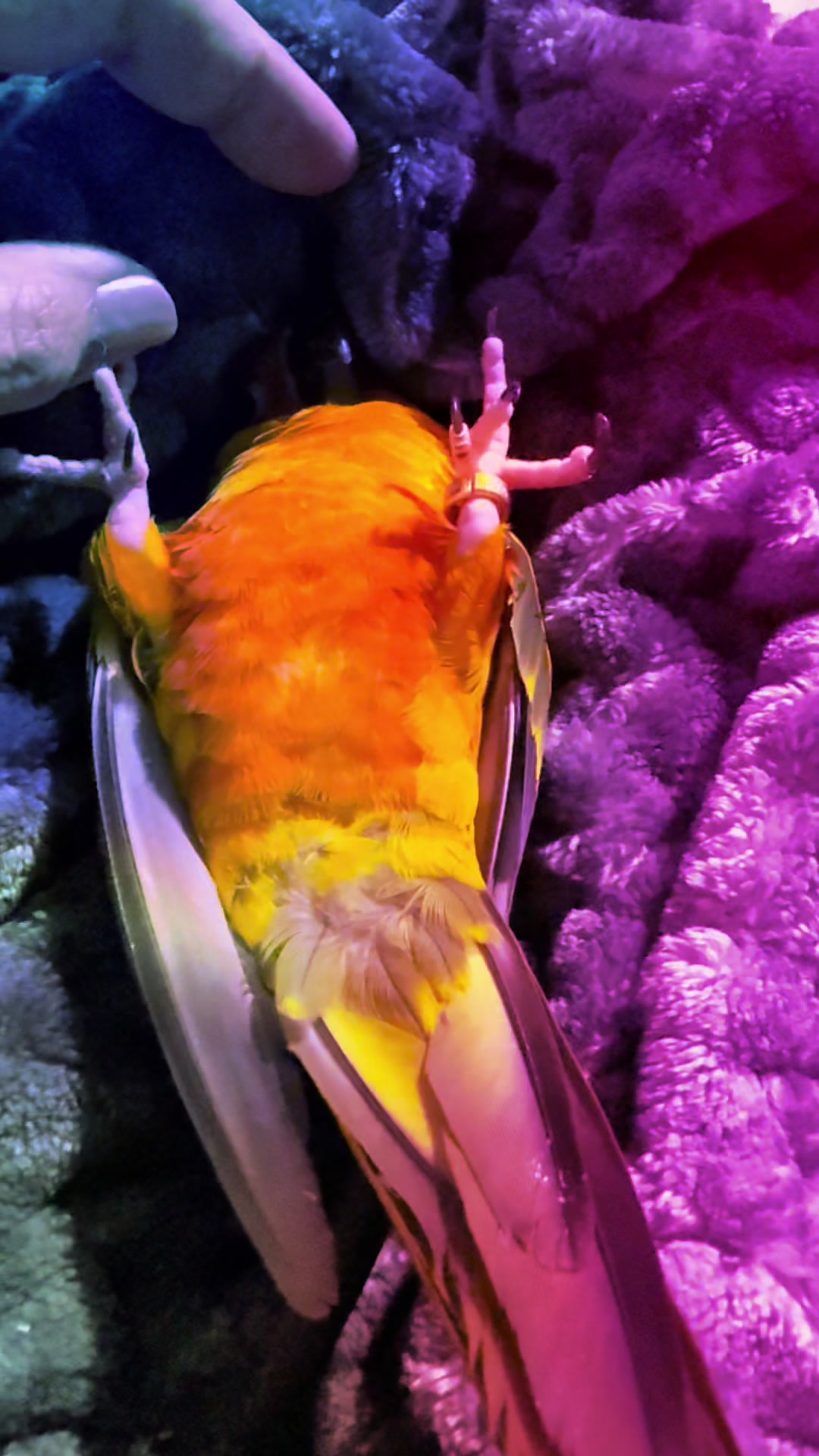 @Mango 🦜La cotorra solar