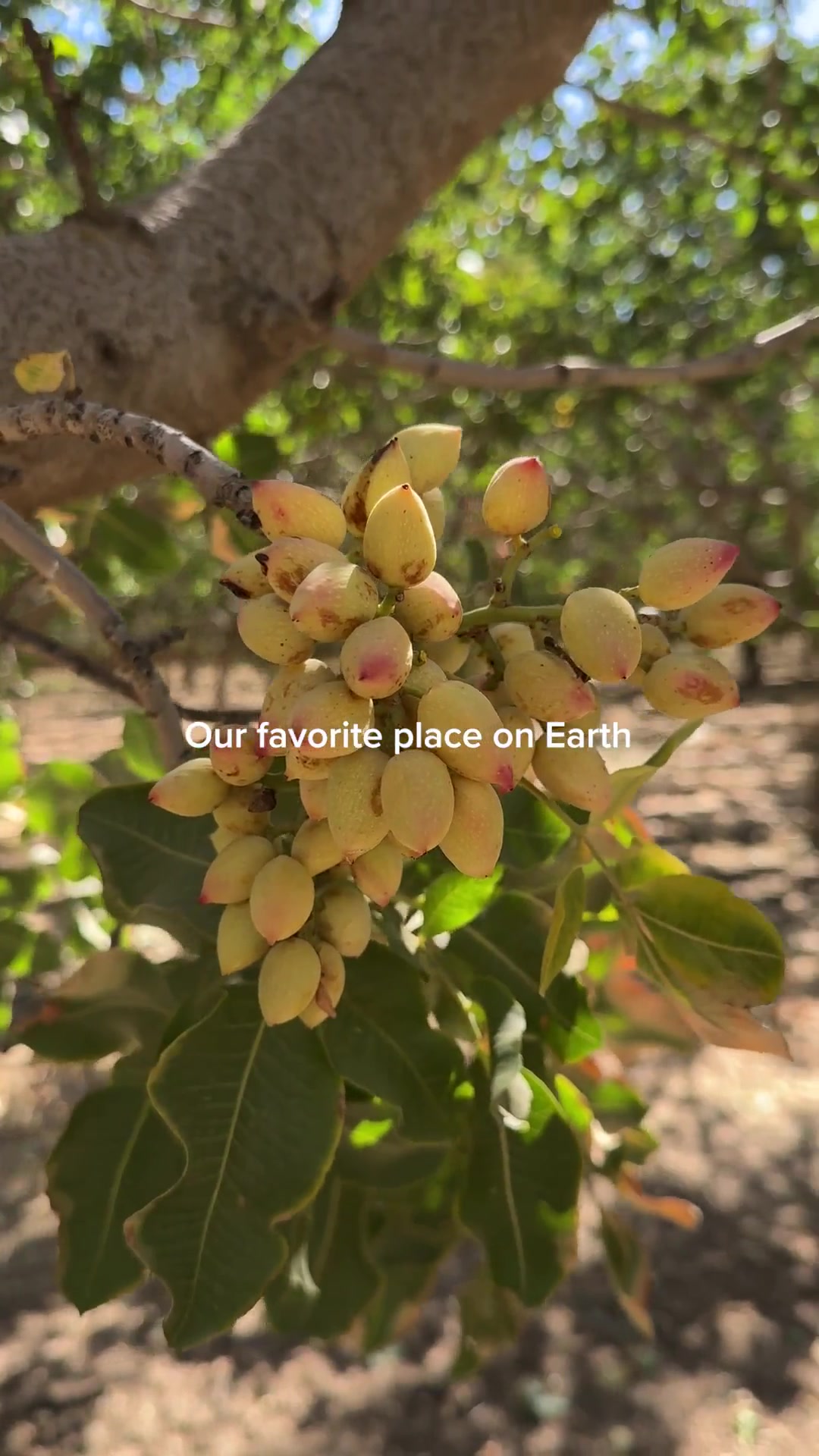 @Wonderful Pistachios
