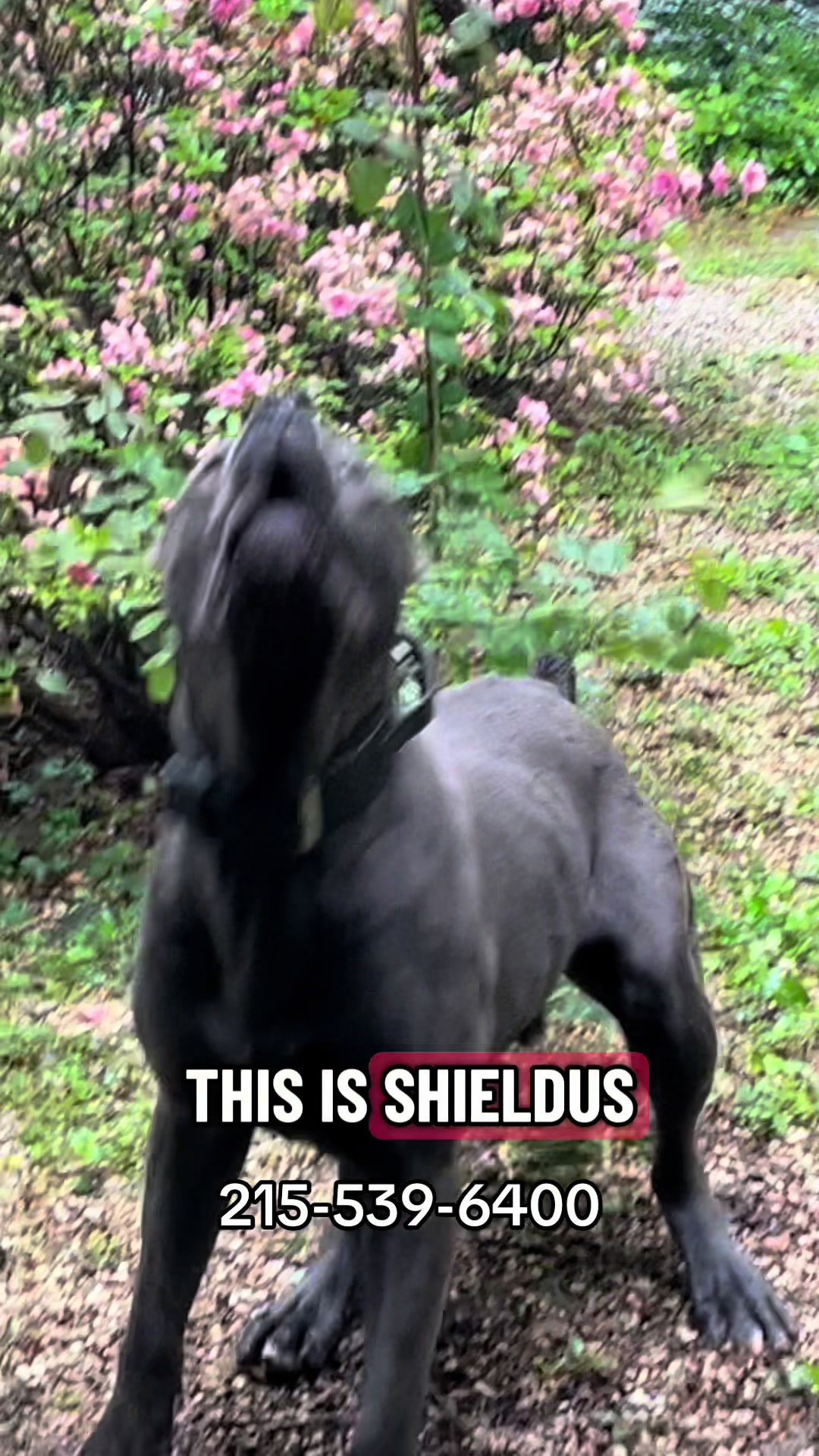 @Ultimate Puppies