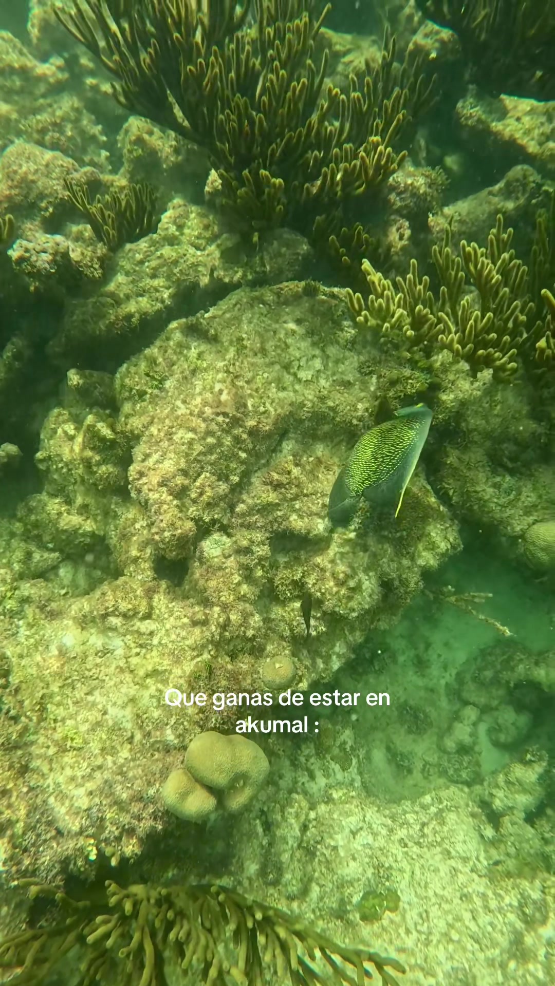 @akumal mayan vip tours