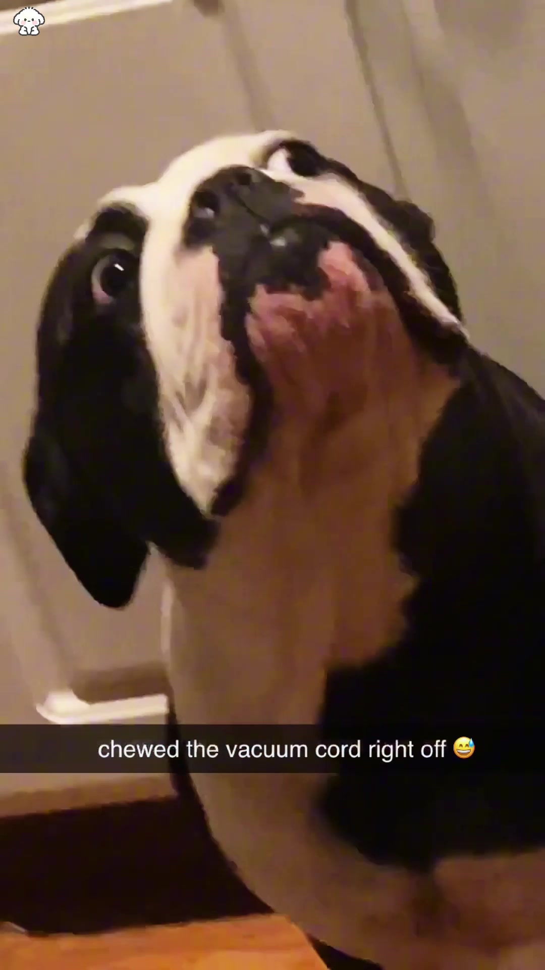 @Funny dogdia80