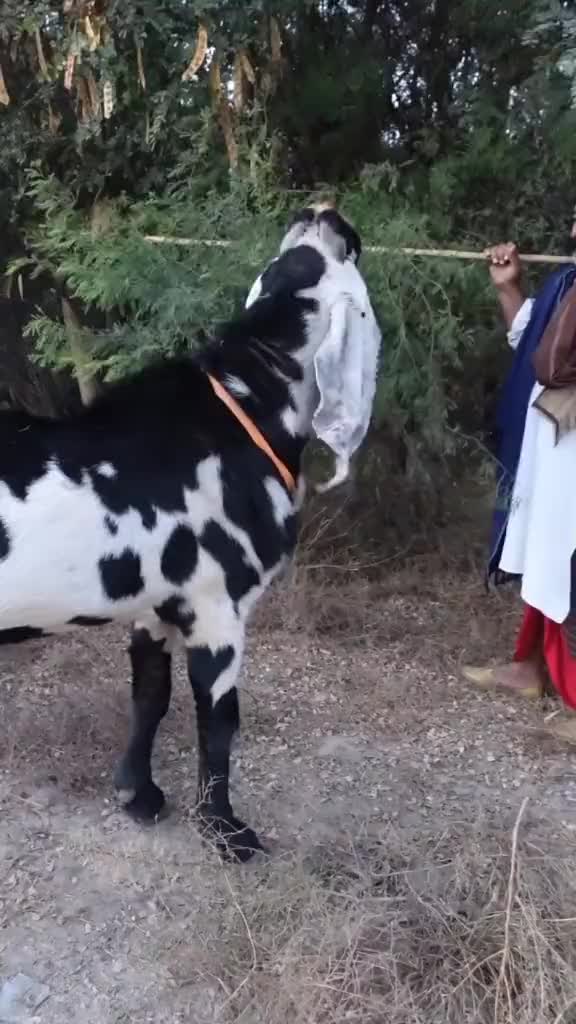 @Sufyan Gujjar