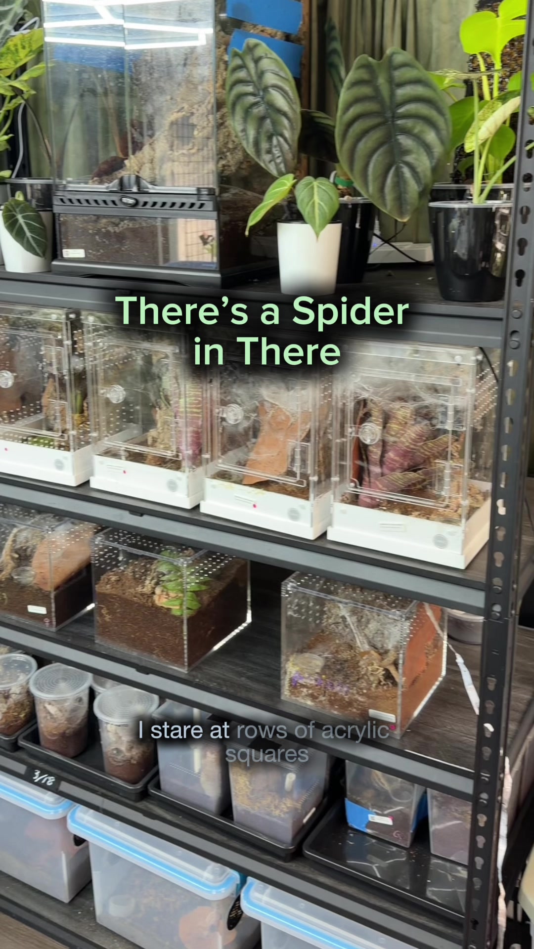 @Spider Conservatory