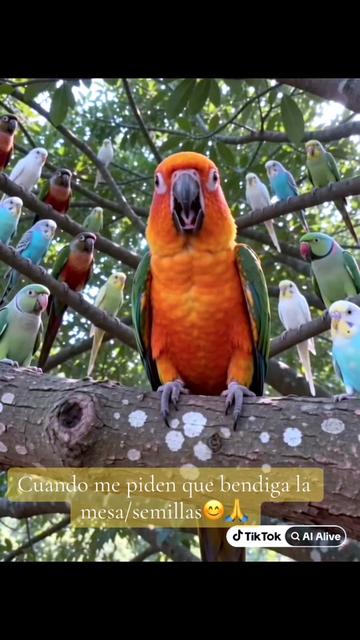 @Mango 🦜La cotorra solar