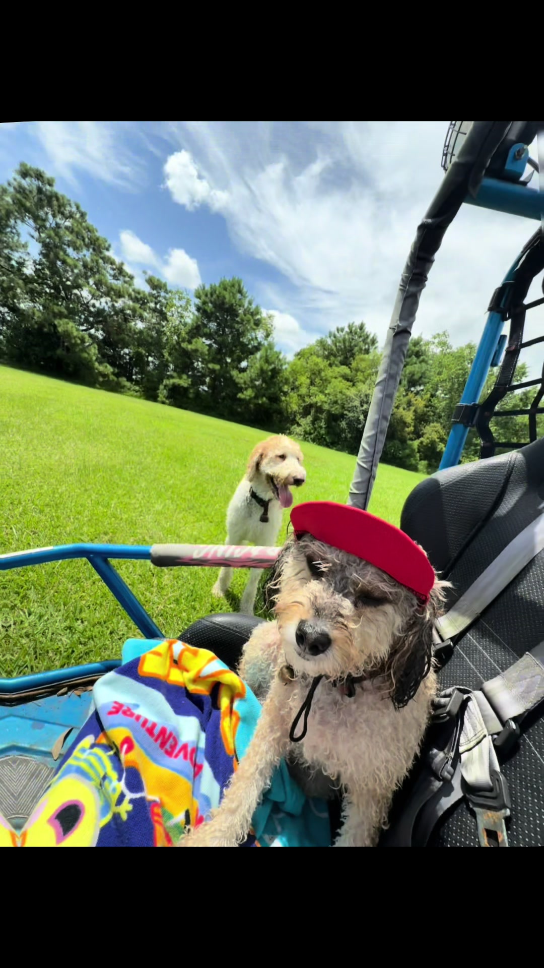@bigdoodleandlittledoodle