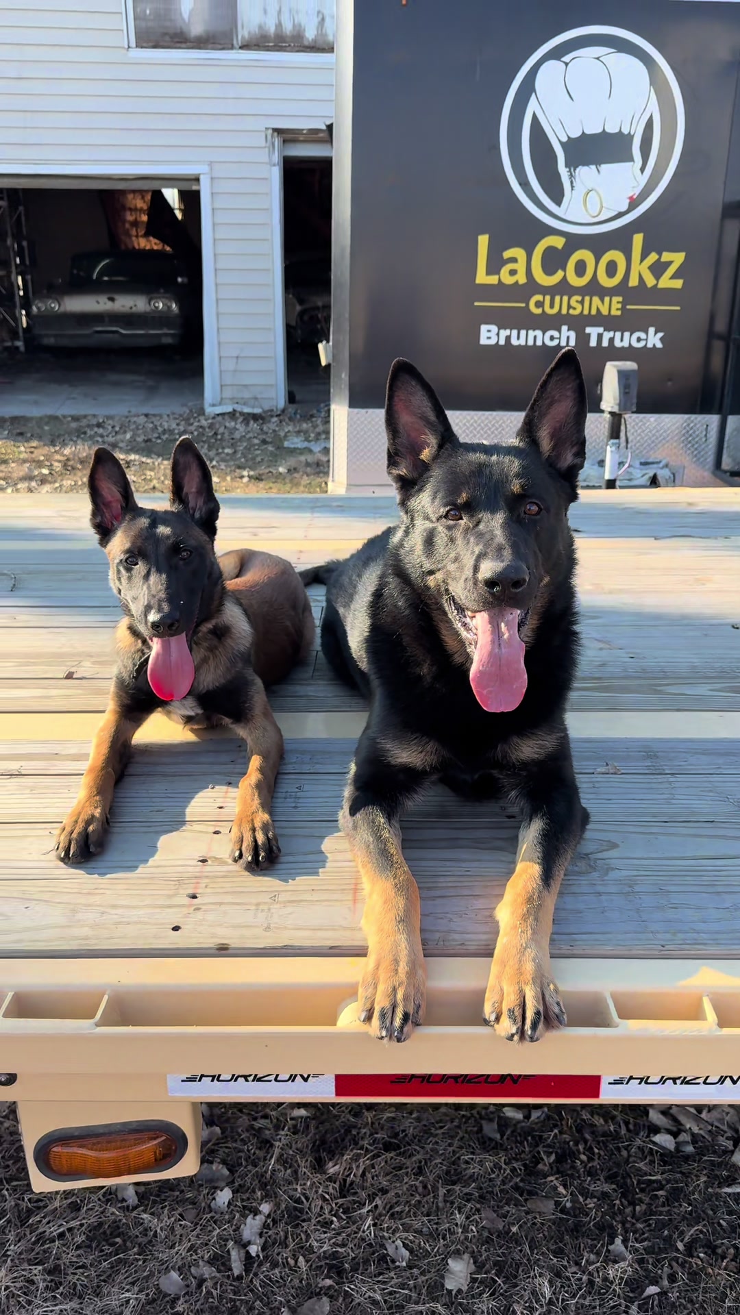 @Boss Canine