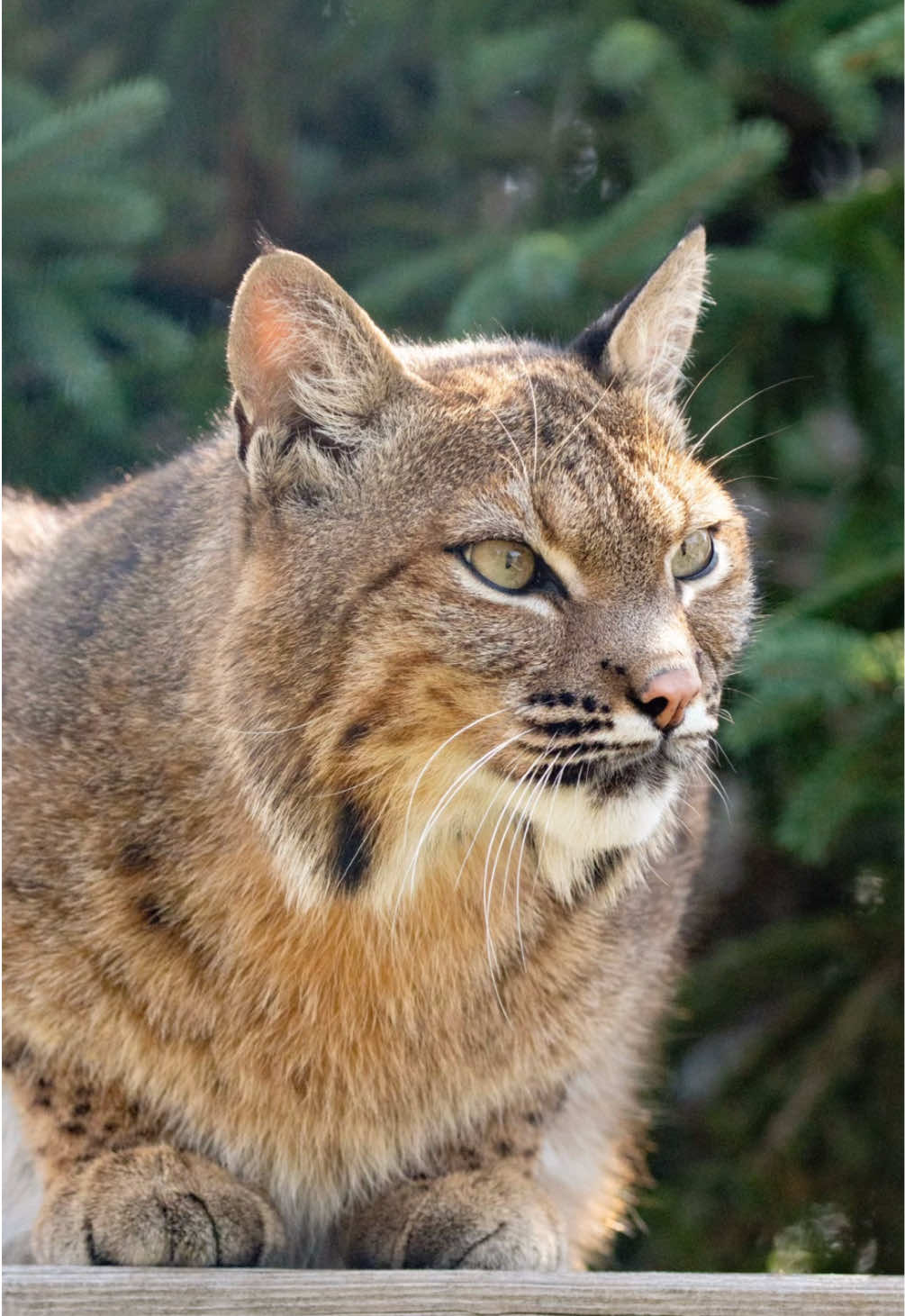 @The Wildcat Sanctuary