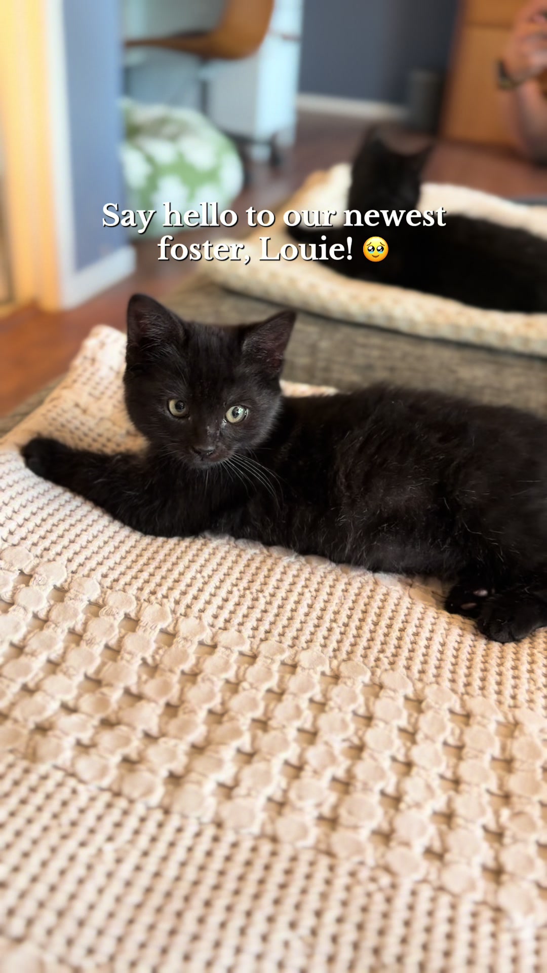 @poorbutfluffy