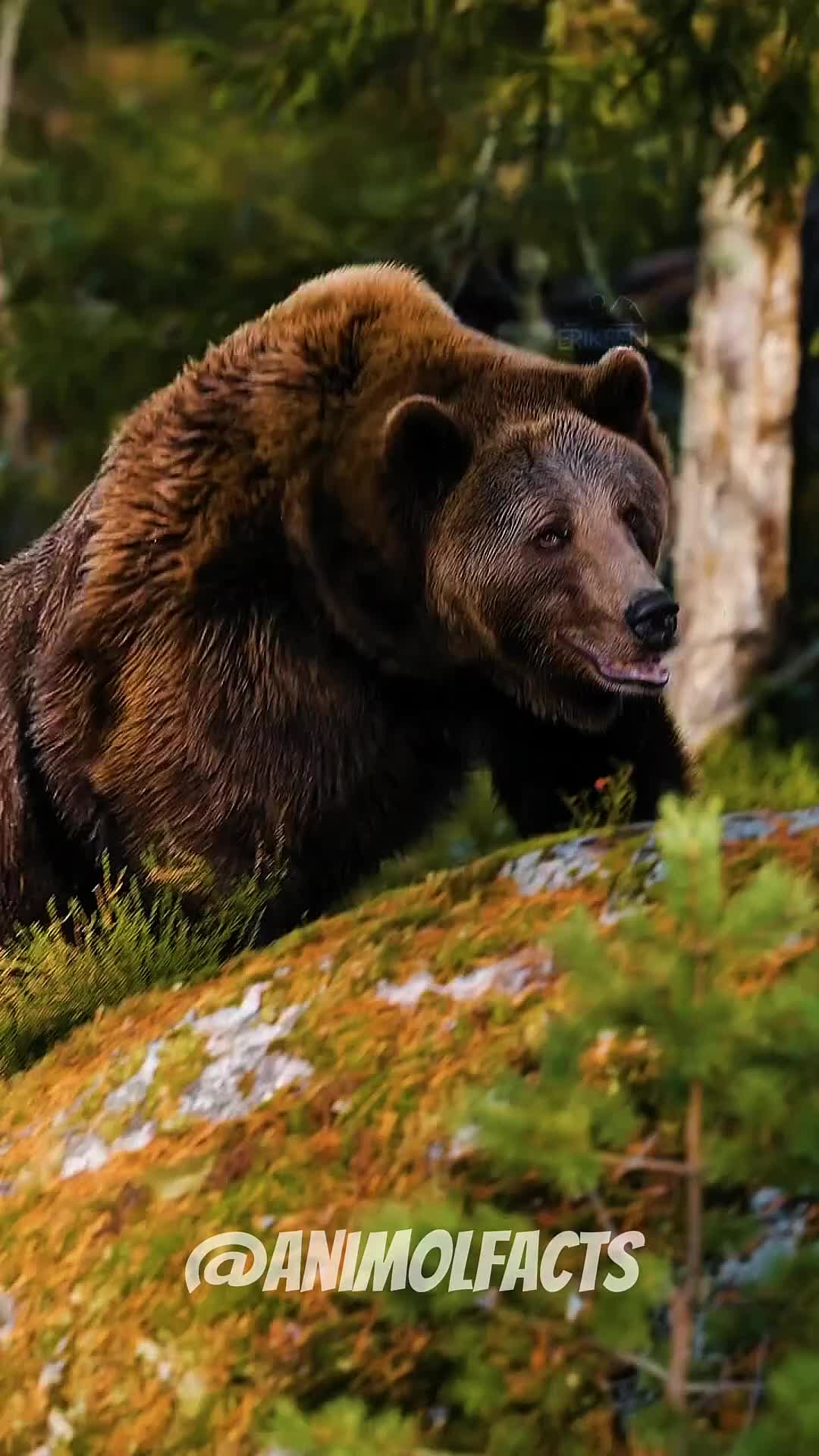 @animolfacts
