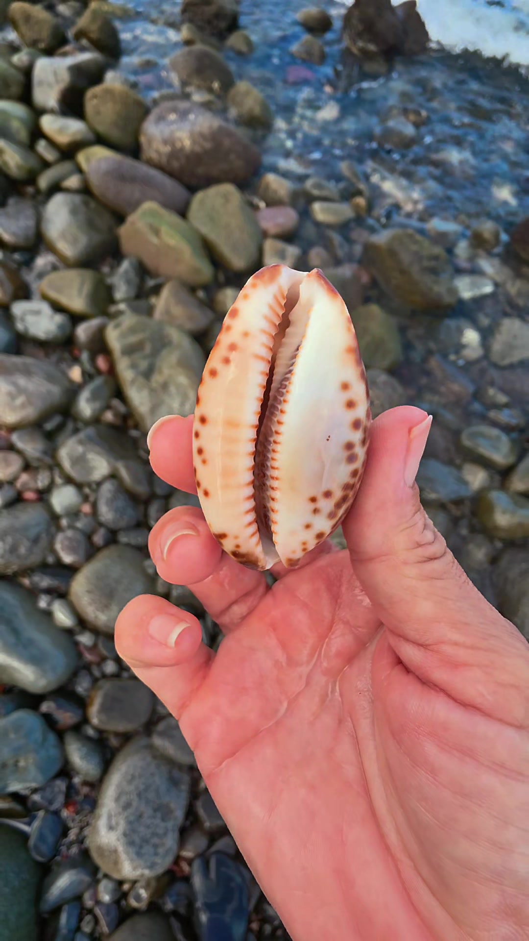 @Noe 🐚 Shells
