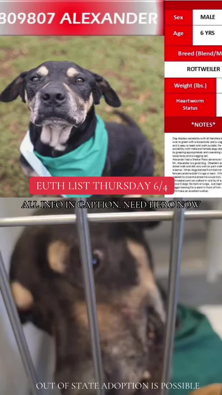 @@rescuedogs911