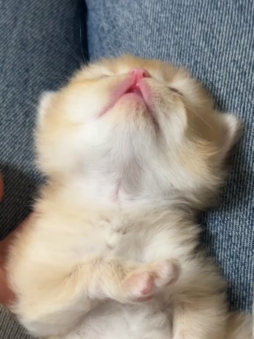 @cheerypaws