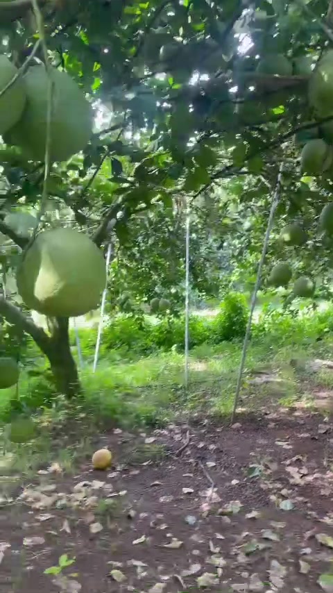 @Bàn tay nhỏ 63B3