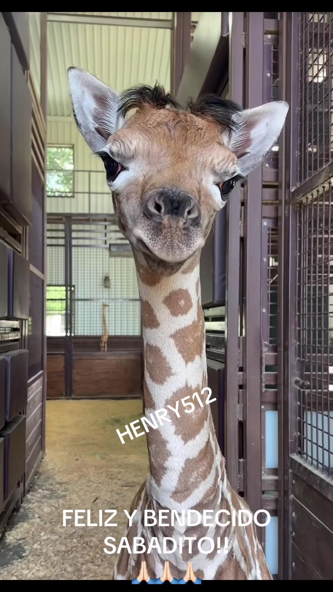 @HENRY512