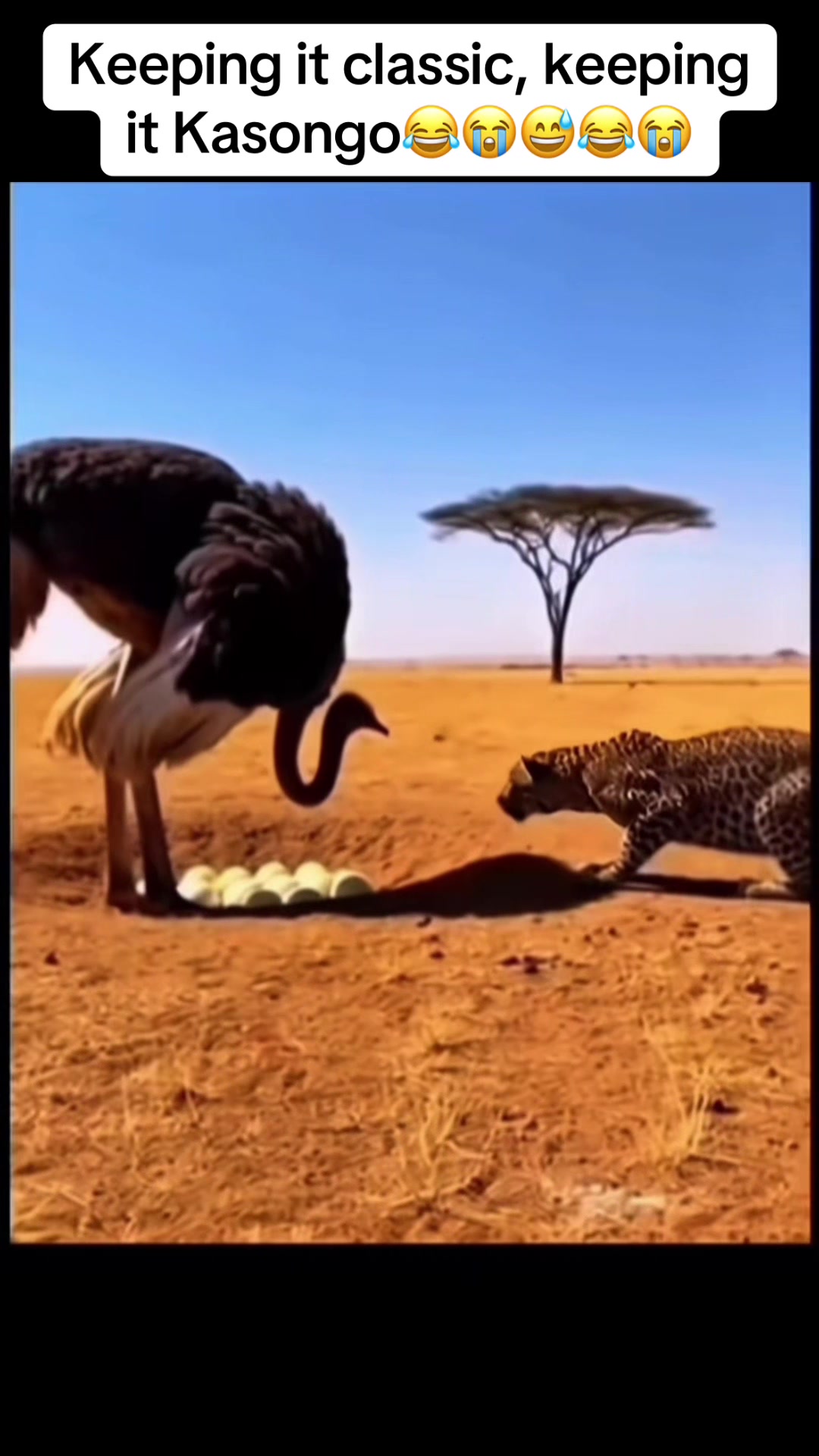 @Roi De la Jungle