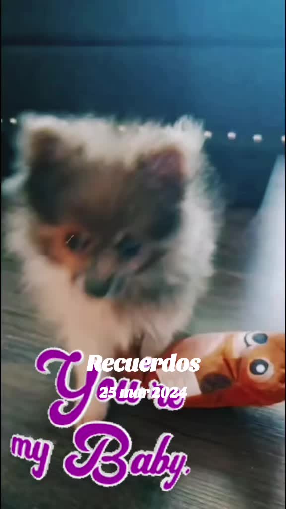@Cuaima La Kavalla