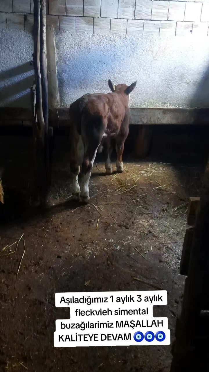 @sakip ekşi ( Deva Vet)