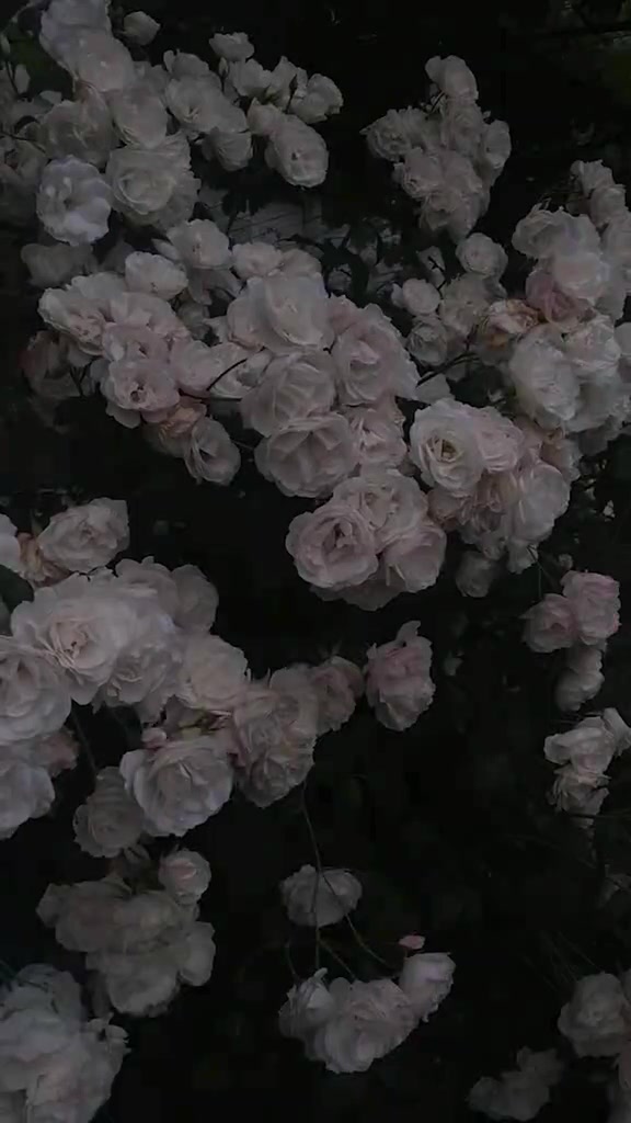 @𝐁ɛpʌ֟፝ɼwʌɦ🖤