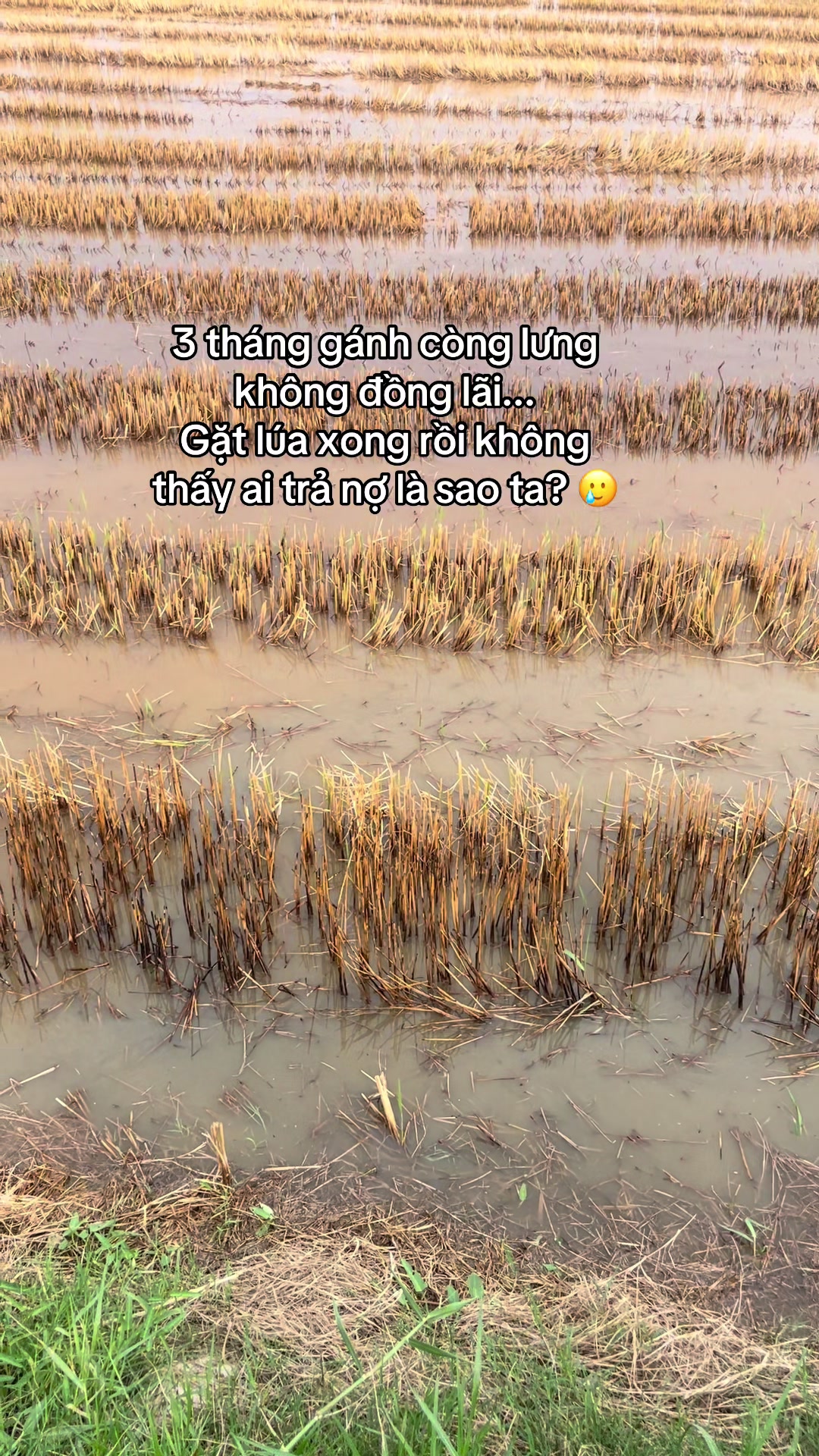 @VTNN Trung Hiếu 1