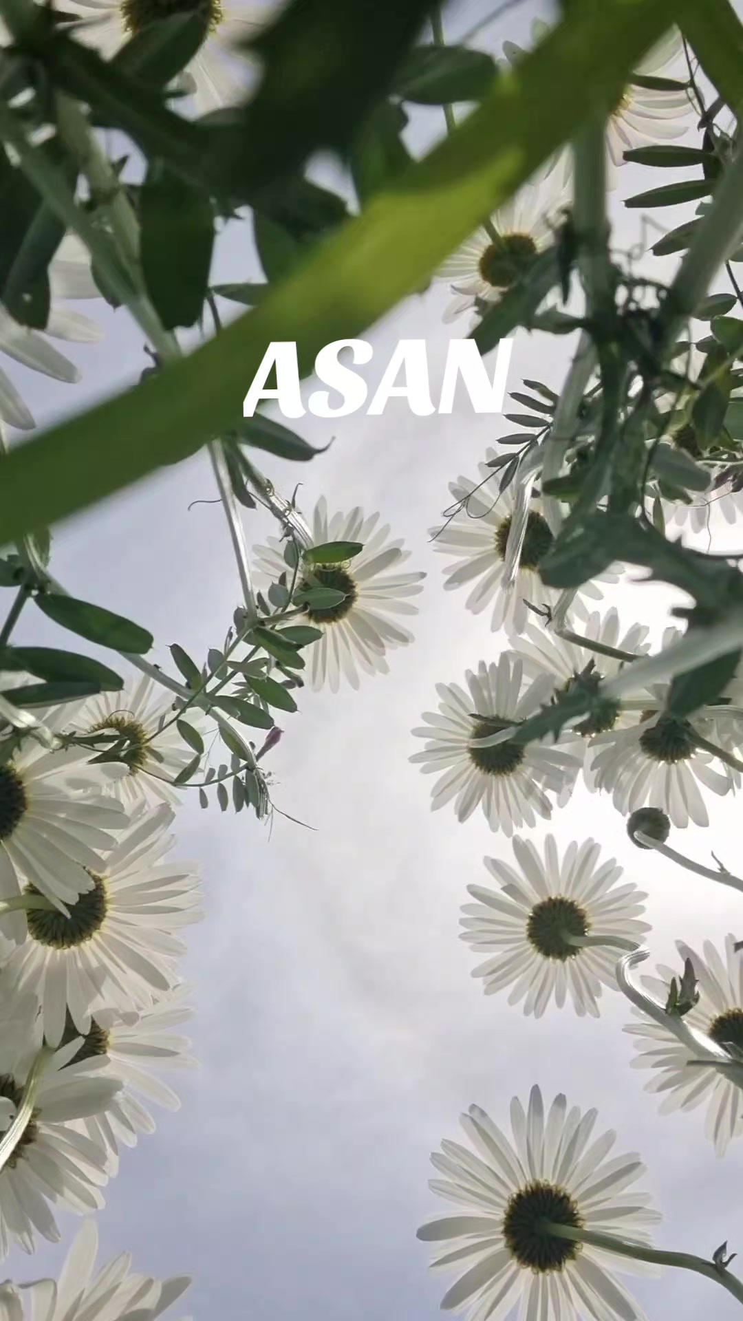 @미샤