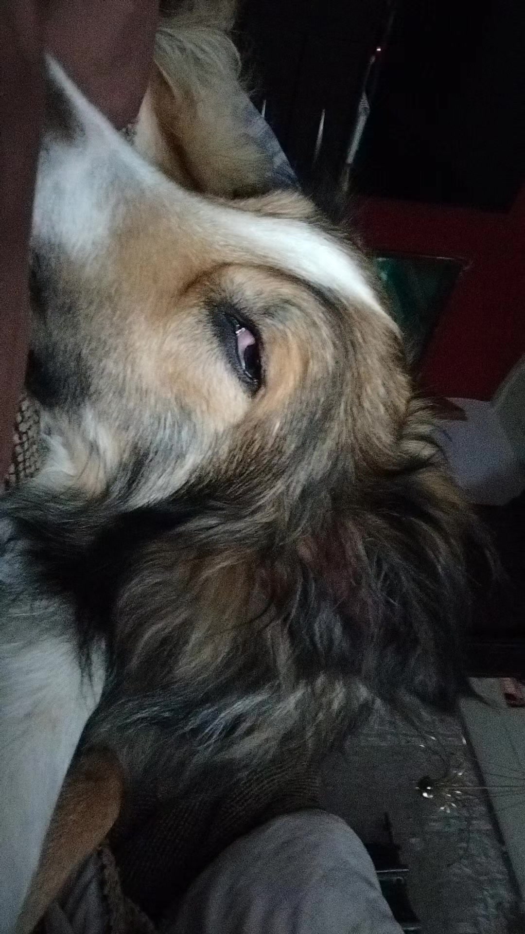 @li@PelusinyNeron🐾