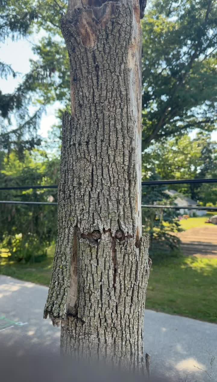 @Buzzsawtrees