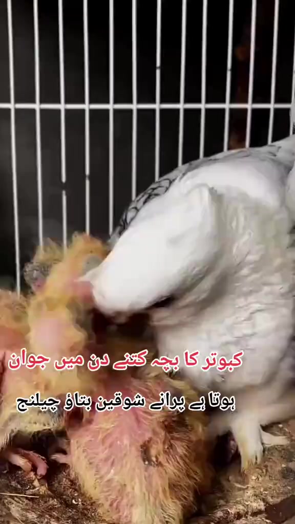 @royal birds