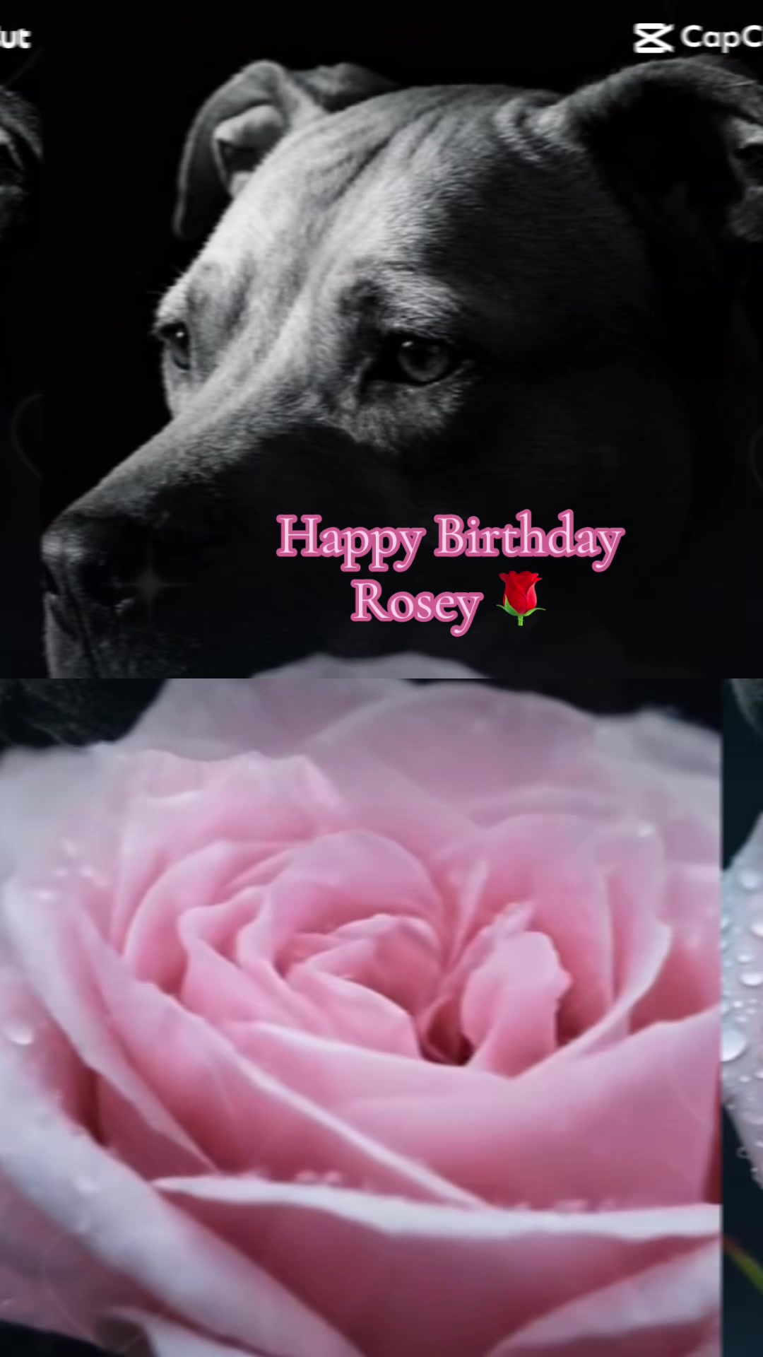 @Rosey’s Page☺️🐾