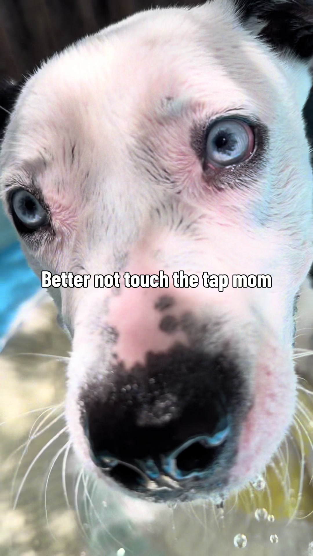 @Puppy named Poet