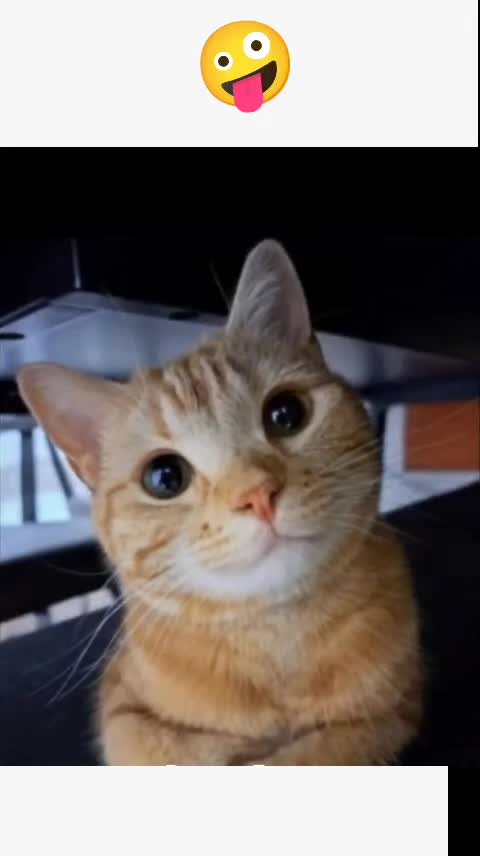 @funny_clips_1112