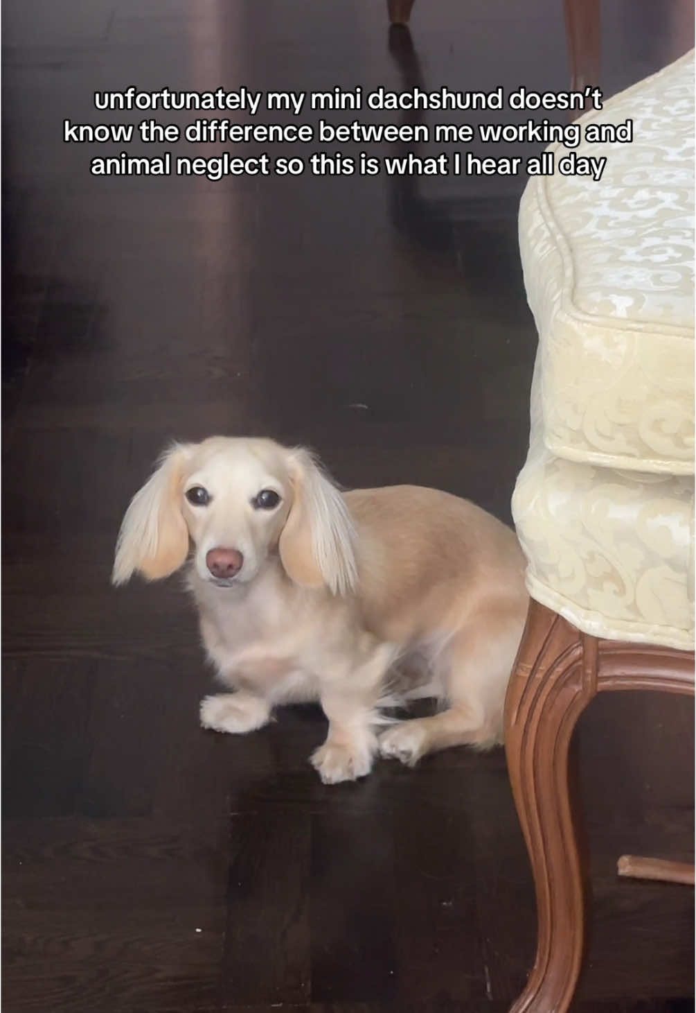 @Bisou 🤍 Cream Mini Dachshund