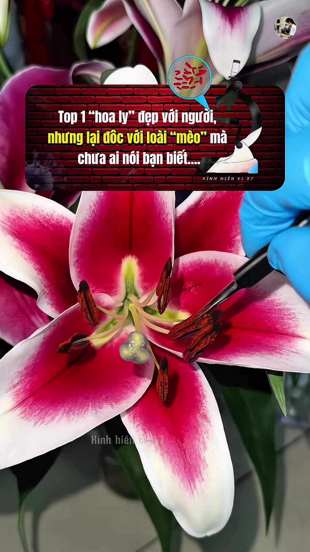 @Kính hiển vi 97