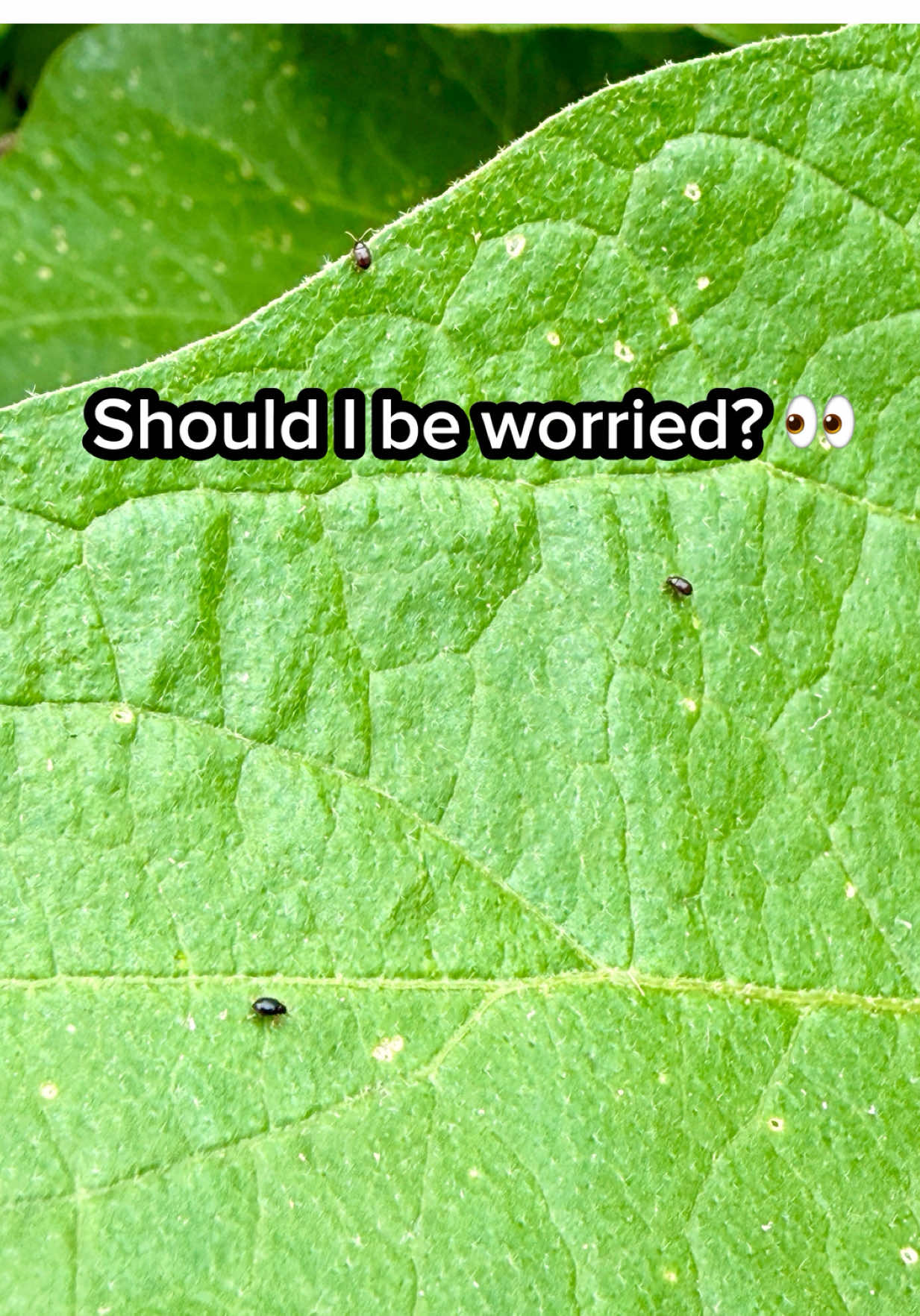 @Sara&rsquo;s Bites 🌱